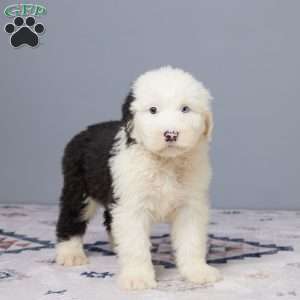 Hunter, Old English Sheepdog Puppy